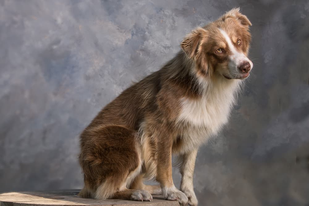 Chugs, a red merle Australian shepherd, sitting on a wooden crate against a mottled grey studio backdrop.